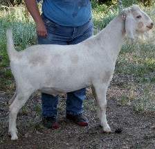 Aragon as a yearling, the right side