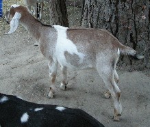 Beauty's doe 5 months old left