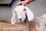 daisy's face as a yearling