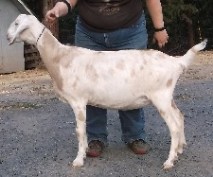 Daisy's left side as yearling