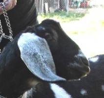 Dusty face as a yearling