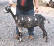 Hazel as a dry yearling