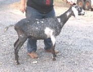 Hazel's right side as yearling