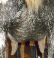 Hazel rear udder