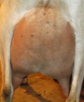 Jill's rear udder as a 2nd freshener