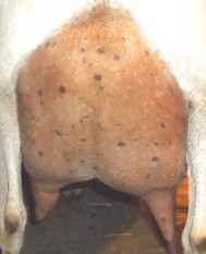 Jill's 3rd fresh rear udder