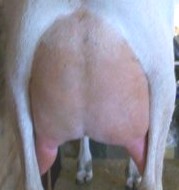 Jill's 1st freshener rear udder