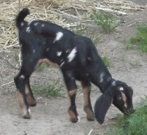 Patty at two weeks old