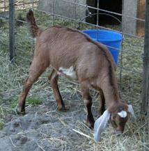 Brown Doe