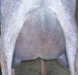 Pixie udder 2 years