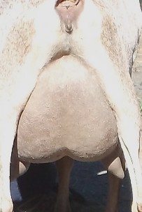 Pixie's udder at 3 year old