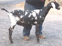 Sprinkles right side as a yearling