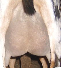 Tiara rearudder 1st fresh