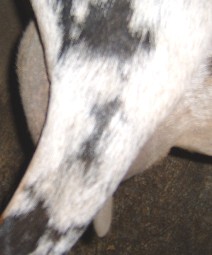 Tiara 1st fresh udder