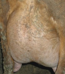 Velveeta side udder 6 years old