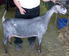 Xstar as a 4 year old