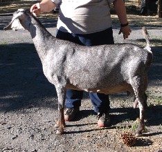 Xstar at 6 years old