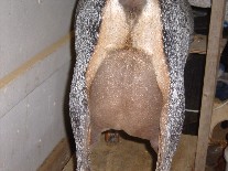 Xstar 1st rear udder