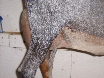 Xstar 1st sideudder