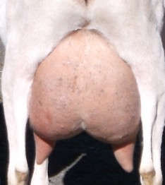 Zsa Zsa rear udder at 4 years old